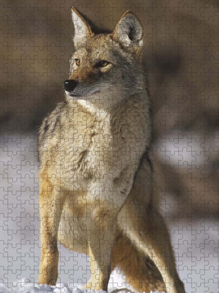 Feb0514 Jigsaw Puzzle featuring the photograph Coyote Portrait In Winter Colorado by Konrad Wothe