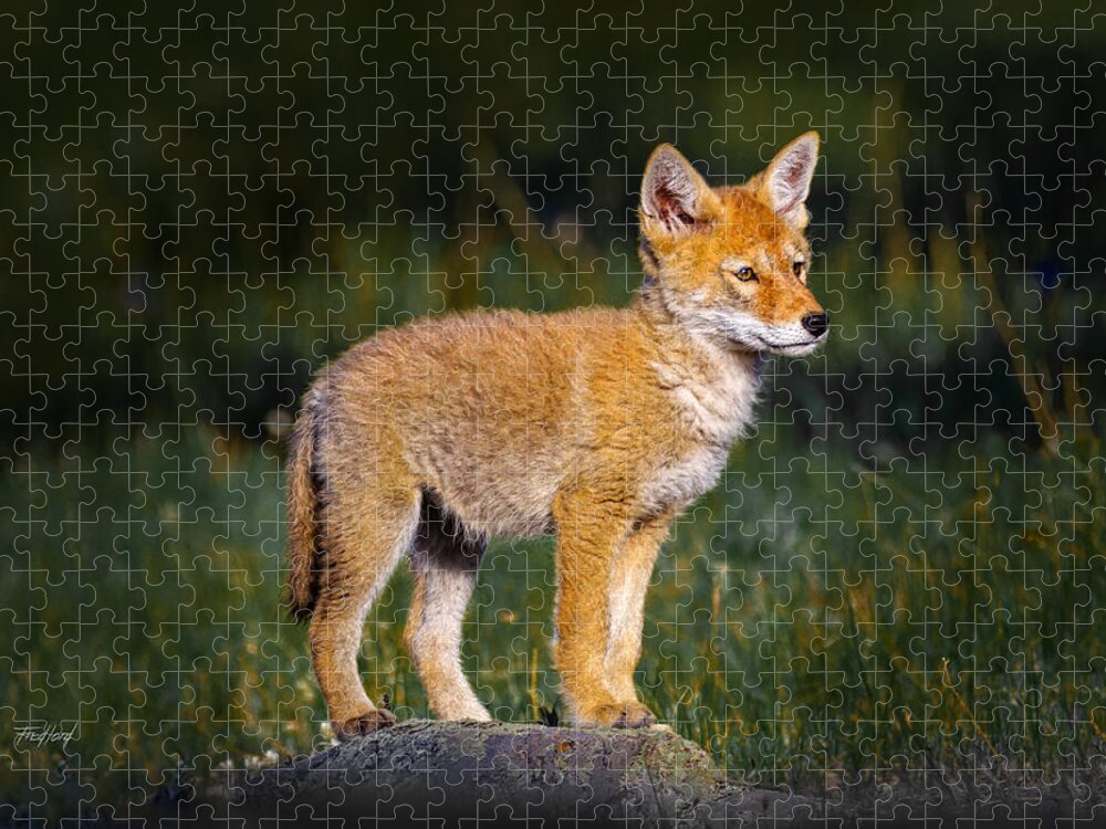 Coyote Jigsaw Puzzle featuring the photograph Coyote Pup by Fred J Lord
