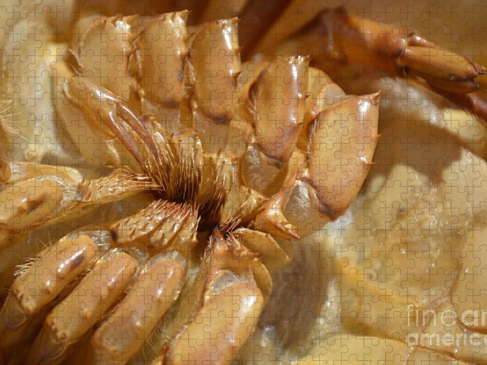 Horseshoe Crab Jigsaw Puzzle featuring the photograph Crab Legs by Lynellen Nielsen