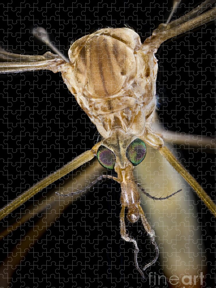 Gallinippers Jigsaw Puzzle featuring the photograph Crane Fly Face by Phil Degginger