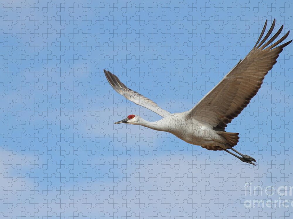 Crane Jigsaw Puzzle featuring the photograph Crane in the skies by Ruth Jolly