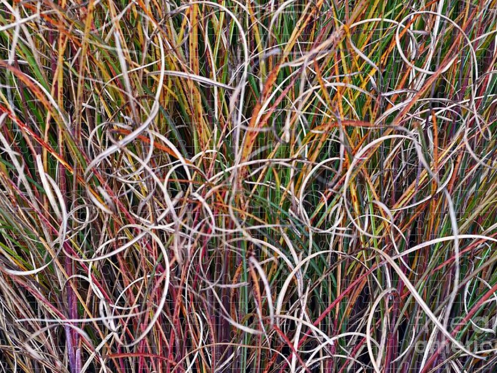 Grasses Jigsaw Puzzle featuring the photograph Crazy Grasses by Judy Wolinsky