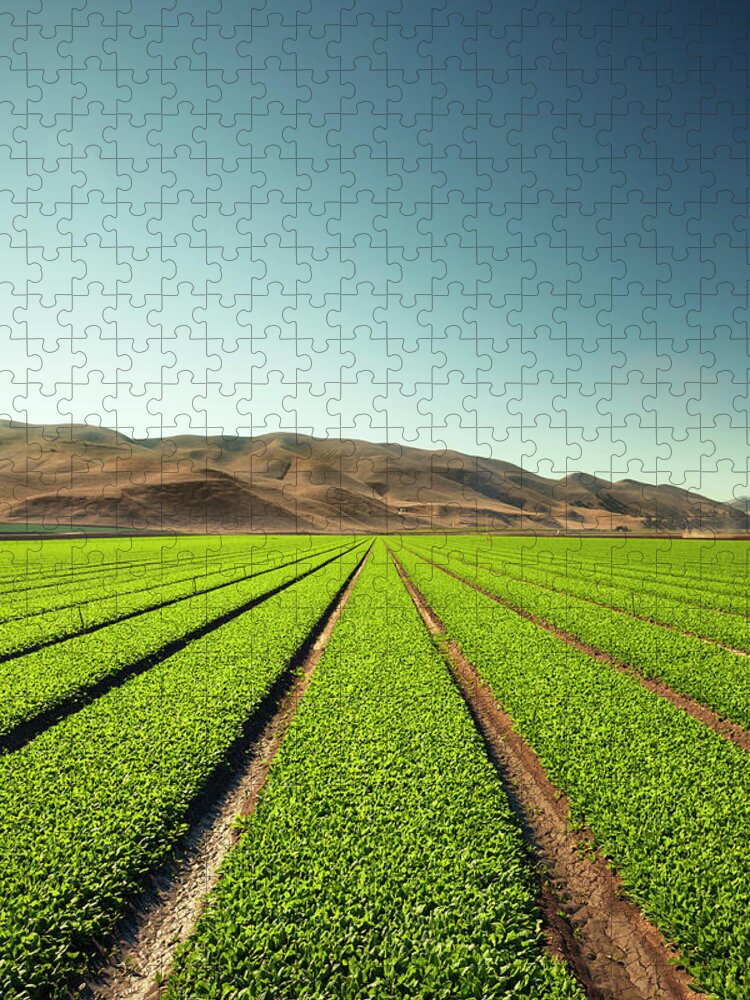 Environmental Conservation Jigsaw Puzzle featuring the photograph Crops Grow On Fertile Farm Land by Pgiam