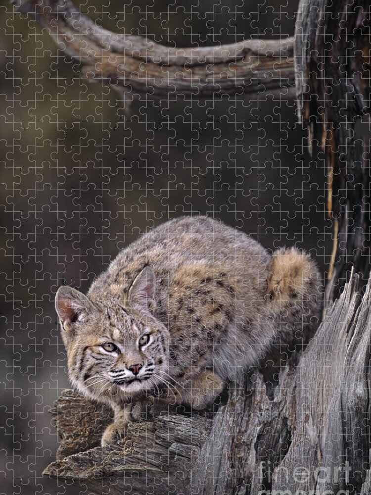 North America Jigsaw Puzzle featuring the photograph Crouching Bobcat Montana Wildlife by Dave Welling
