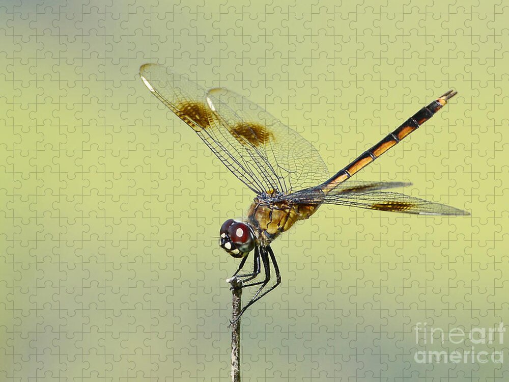Dragonfly Jigsaw Puzzle featuring the photograph Crouching Dragonfly by Kathy Baccari