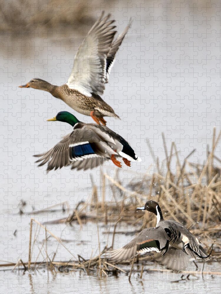 Ducks Jigsaw Puzzle featuring the photograph Crowded Flight Pattern by Michael Dawson