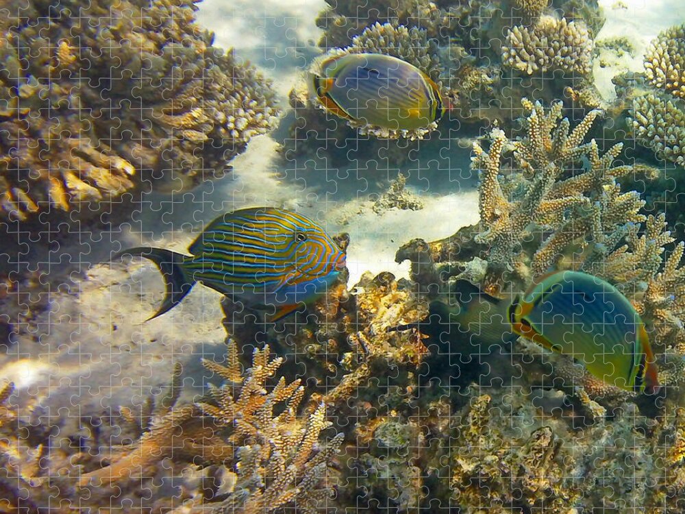 Tropical Fish Jigsaw Puzzle featuring the photograph Cruisin by Corinne Rhode