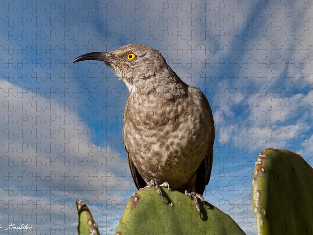 Animal Jigsaw Puzzle featuring the photograph Curve-Billed Thrasher on a Prickly Pear Cactus by Jeff Goulden