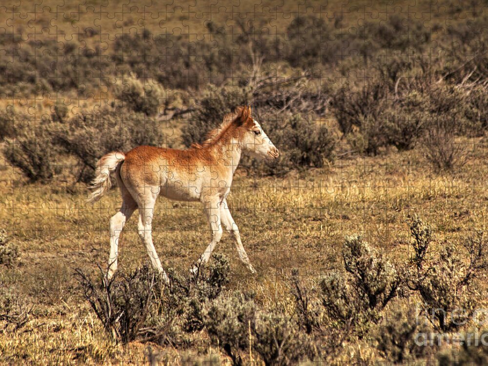Cute Colt Wild Horse On Navajo Indian Reservation Fine Art Photography Print New Mexico Jigsaw Puzzle featuring the photograph Cute Colt Wild Horse On Navajo Indian Reservation by Jerry Cowart