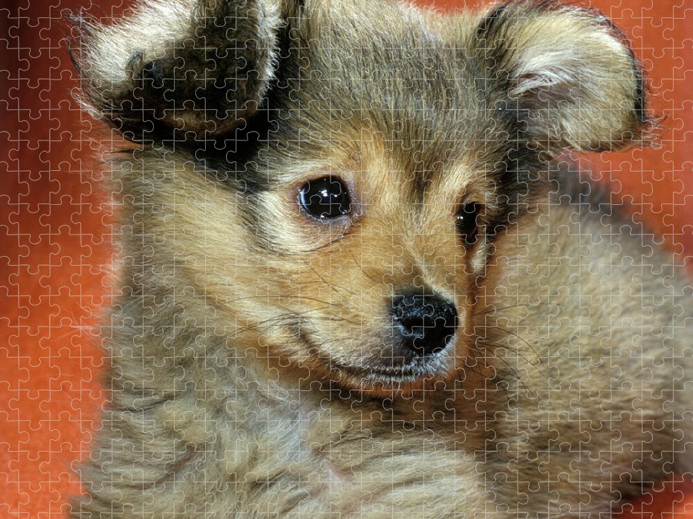 Fluffy Long Haired Chihuahua Puppy Dog Jigsaw Puzzle