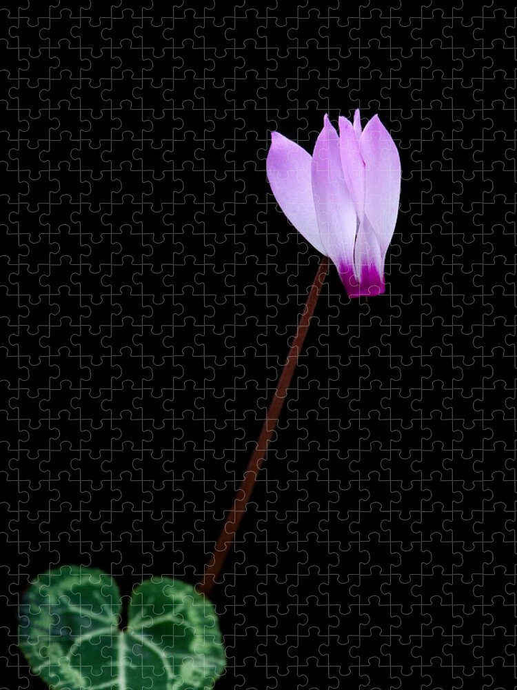 Flower Jigsaw Puzzle featuring the photograph Pink Cyclamen flower by Michalakis Ppalis