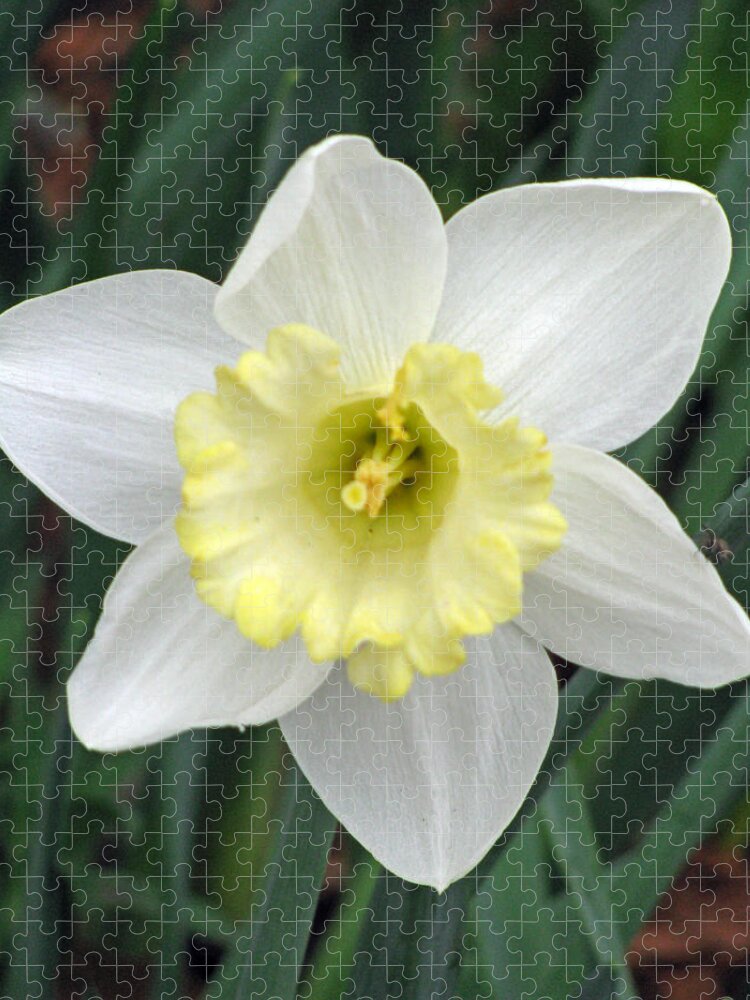 Daffodil Jigsaw Puzzle featuring the photograph Daffodil 06 by Pamela Critchlow
