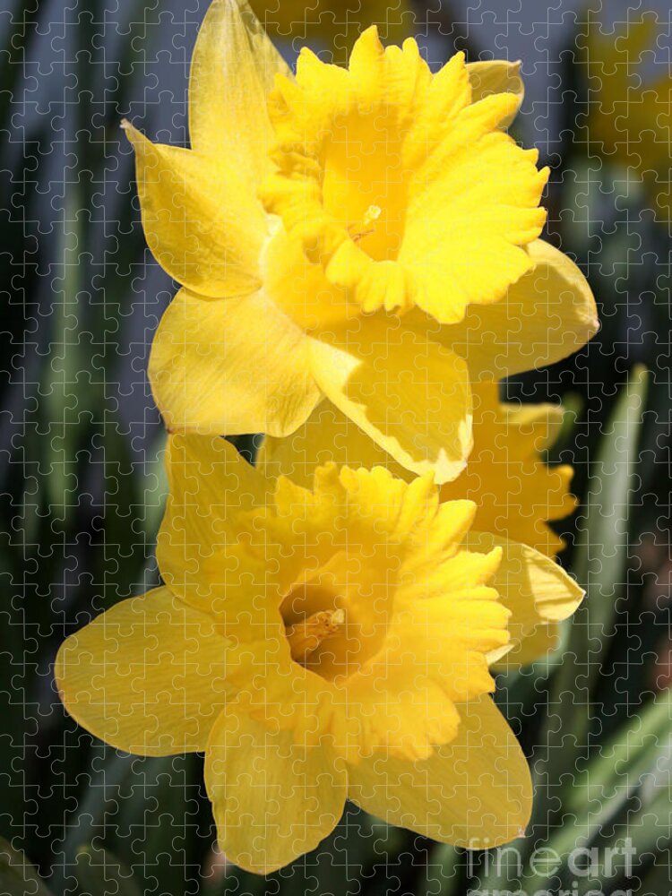 Daffodil Jigsaw Puzzle featuring the photograph Daffodil Delight by Anita Oakley