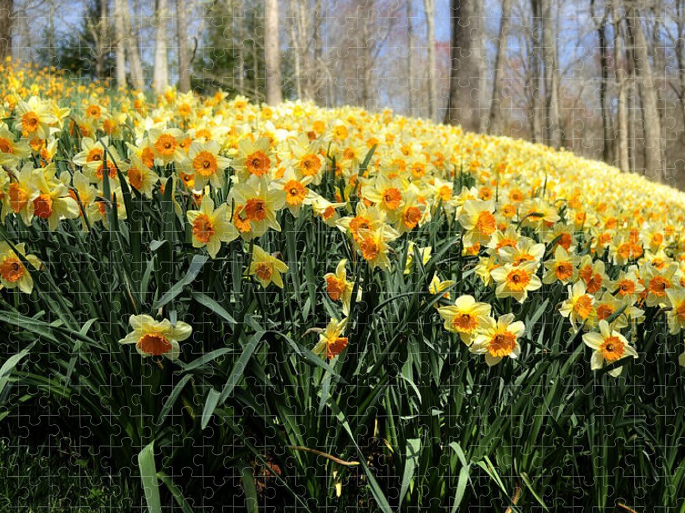 Daffodils Jigsaw Puzzle featuring the photograph Daffodils by the Dozens by George Taylor