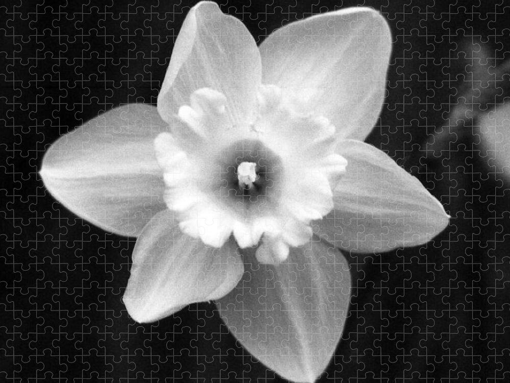 Daffodil Jigsaw Puzzle featuring the photograph Daffodils - Infrared 01 by Pamela Critchlow