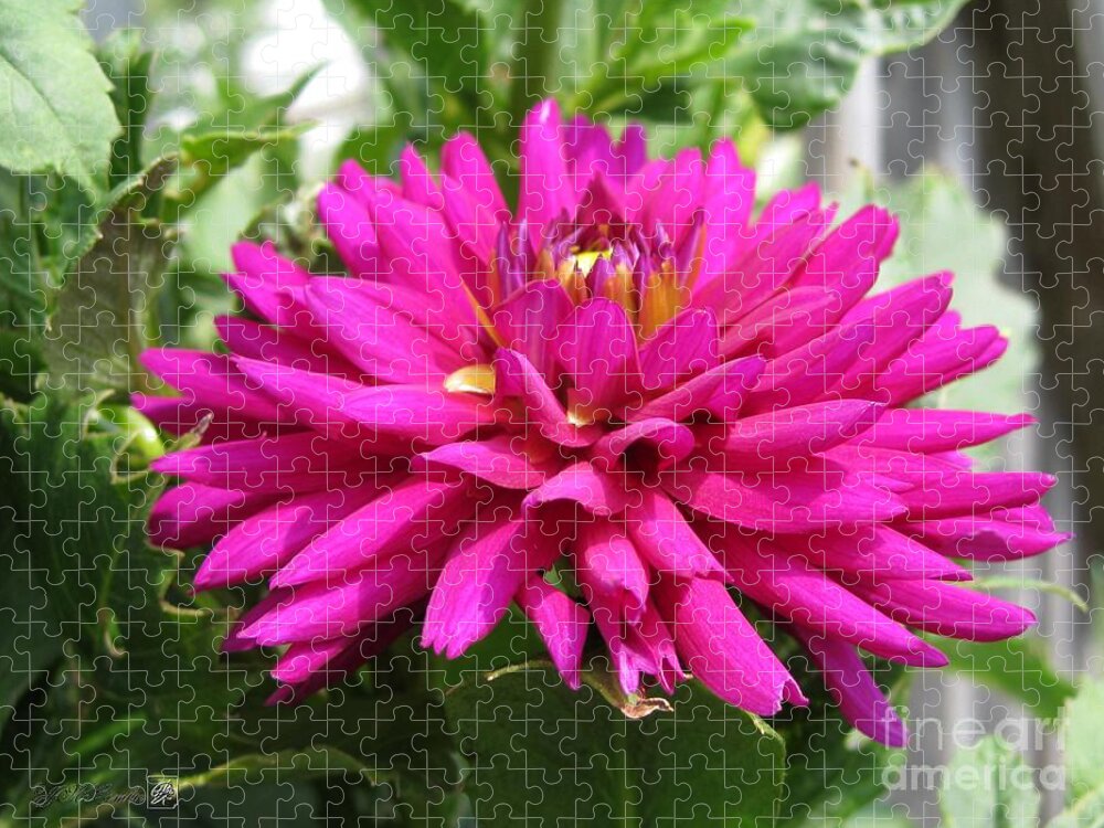 Dahlia Jigsaw Puzzle featuring the photograph Dahlia named Andreas Dahl by J McCombie