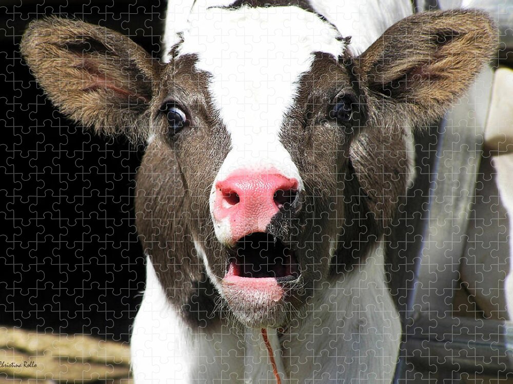 Cow Jigsaw Puzzle featuring the photograph Dairy Cow by Christina Rollo