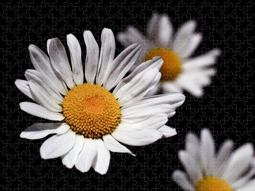 Daisies Jigsaw Puzzle featuring the photograph Daisies by Rona Black