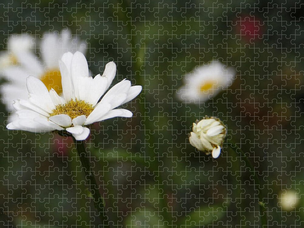 Daisies Jigsaw Puzzle featuring the photograph Smiling Daisies by Yvonne Wright