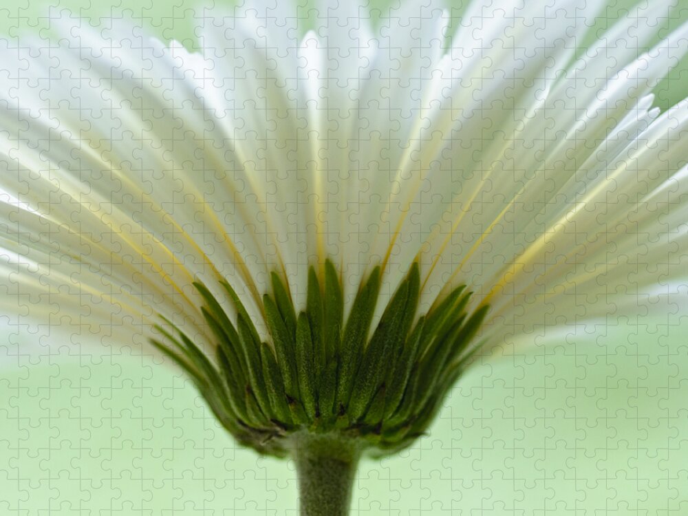 Asteraceae Jigsaw Puzzle featuring the photograph Daisy Sweetness by Christi Kraft