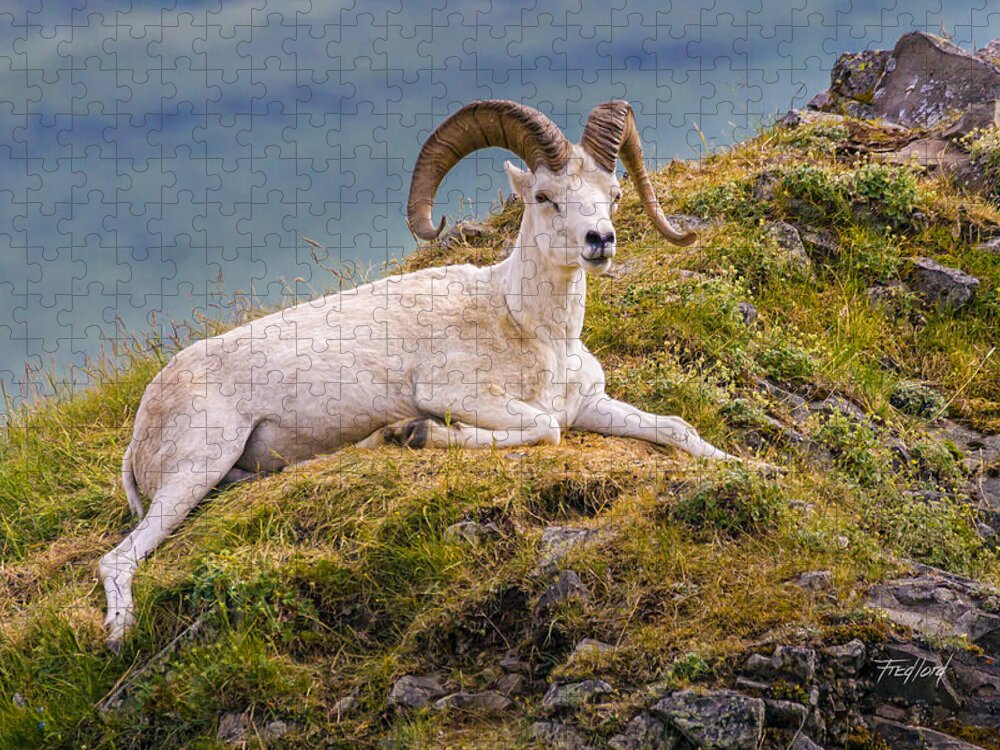 Sheep Jigsaw Puzzle featuring the photograph Dall Sheep Denali Alaska by Fred J Lord