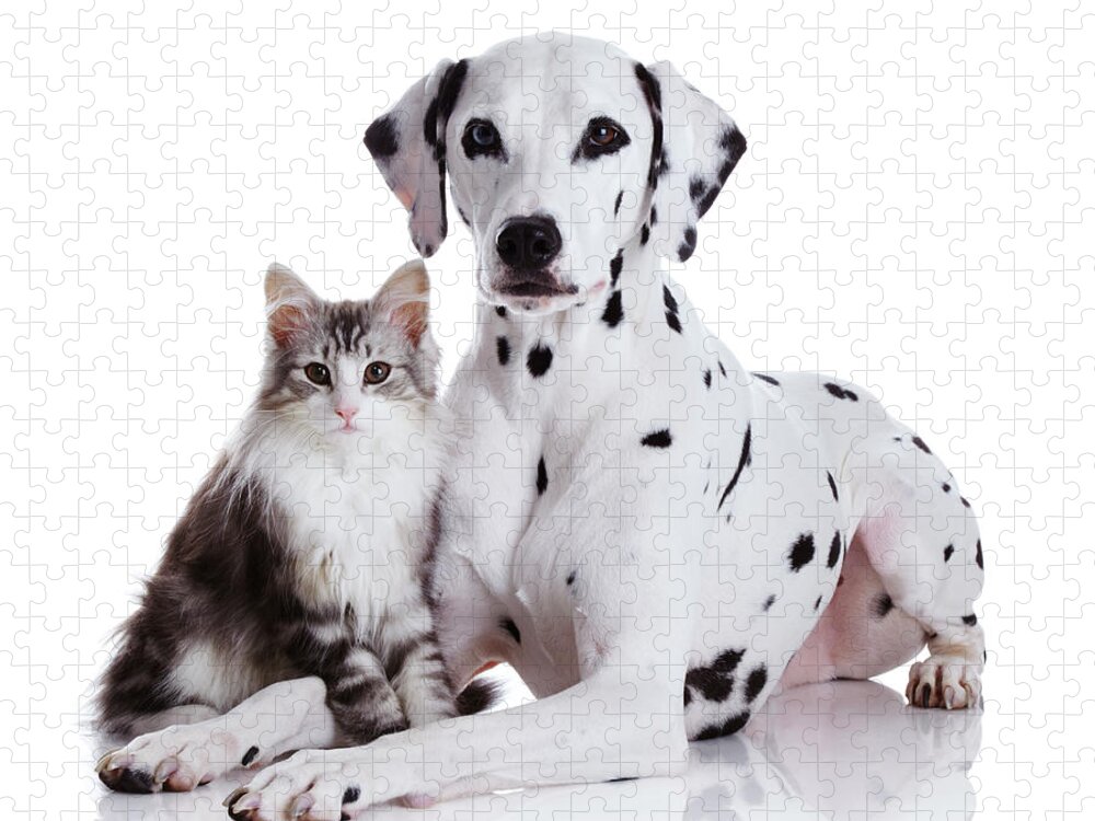 Purebred Cat Jigsaw Puzzle featuring the photograph Dalmatian Dog And Norwegian Forest Cat by Tetsuomorita
