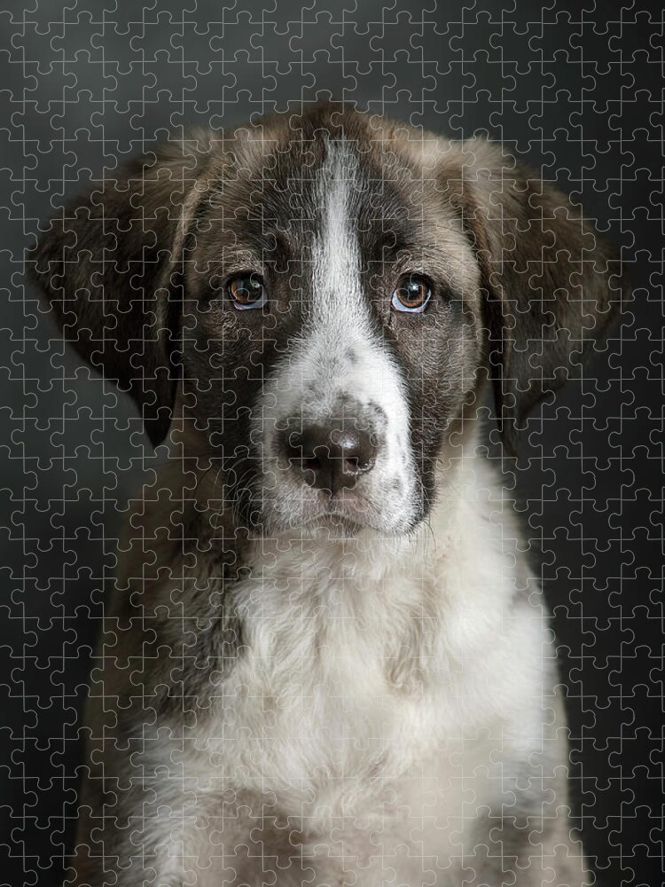 Pets Jigsaw Puzzle featuring the photograph Dana Retrato by Silversaltphoto.j.senosiain
