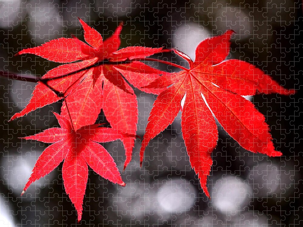 Maple Leaves Jigsaw Puzzle featuring the photograph Dancing Japanese Maple by Rona Black