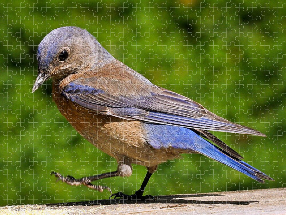 Animals Jigsaw Puzzle featuring the photograph Dancing Western Bluebird by Jean Noren