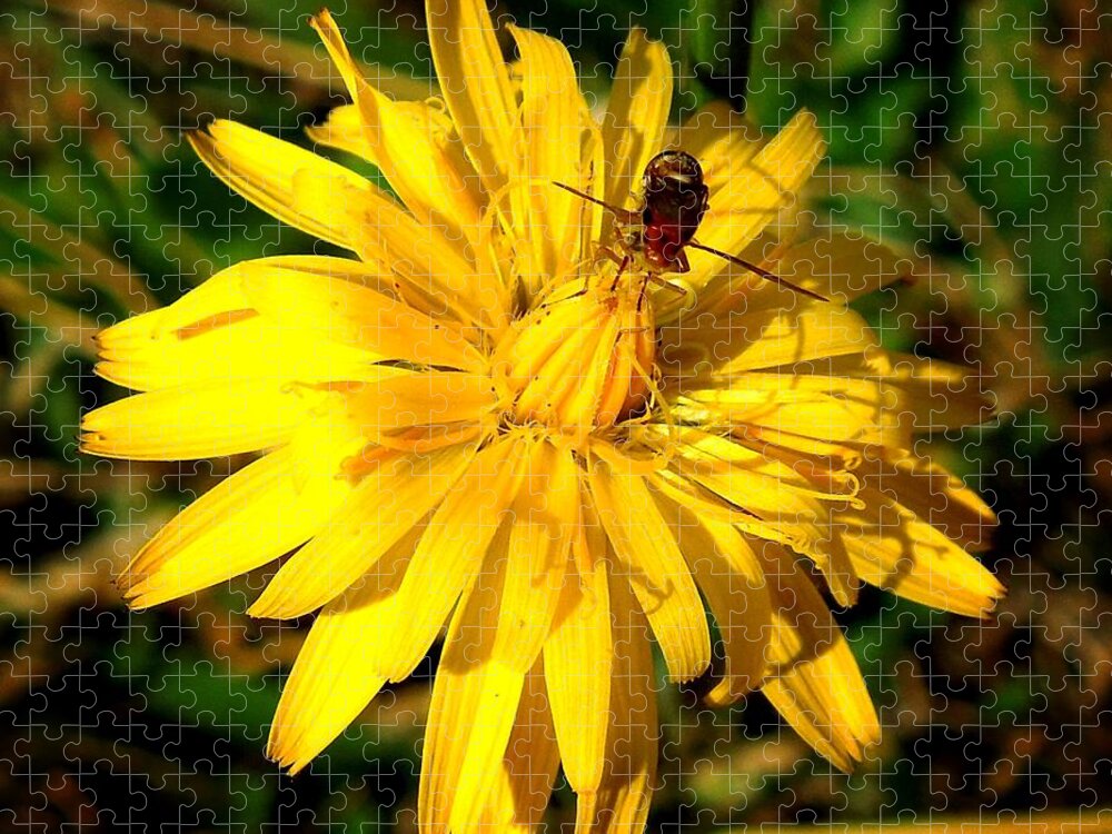 Macro Jigsaw Puzzle featuring the photograph Dandelion and Bug by Pete Trenholm