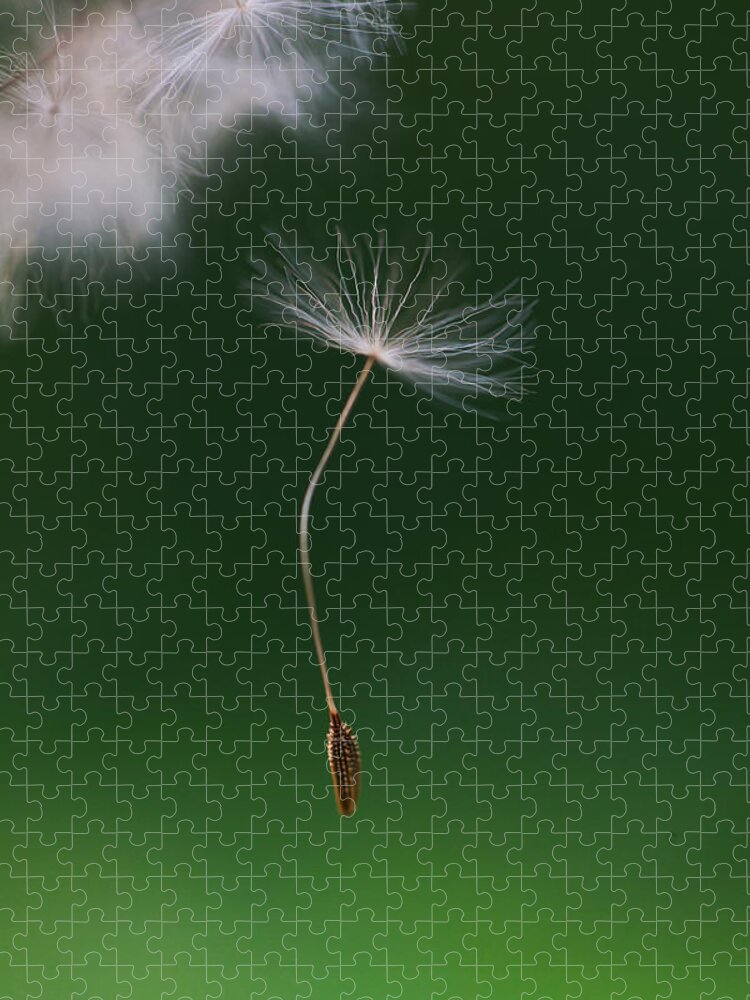Lodi Jigsaw Puzzle featuring the photograph Dandelion Seed Falling Down by Les Hirondelles Photography
