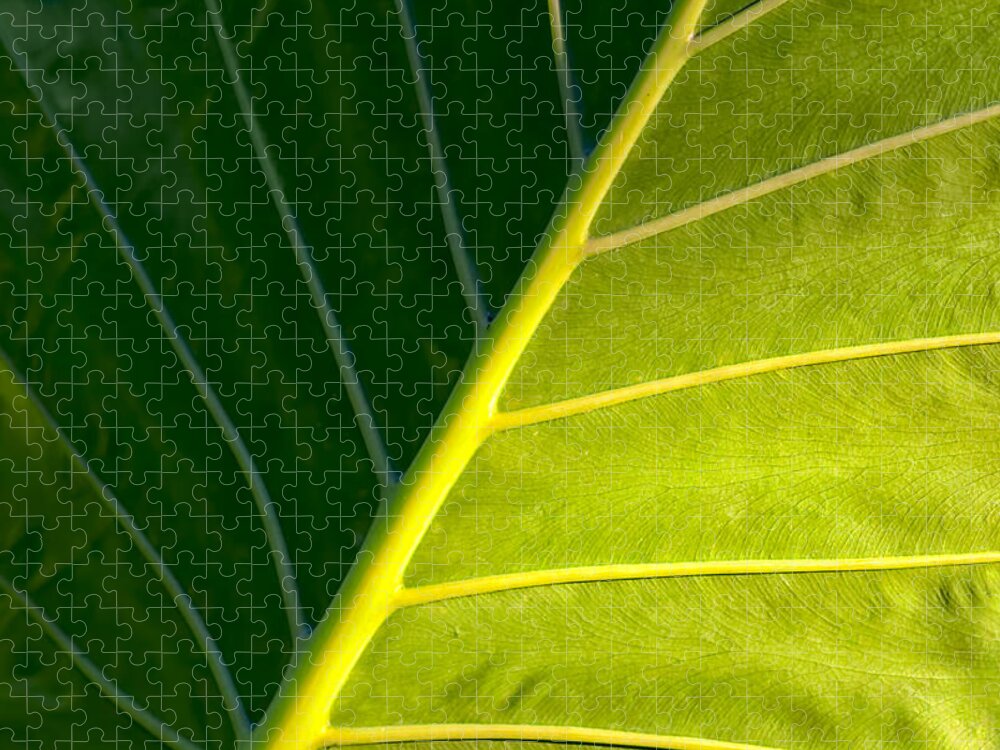 Elephant Ear Jigsaw Puzzle featuring the photograph Darkness And Light - Elephant Ear Leaf Details by Mark E Tisdale