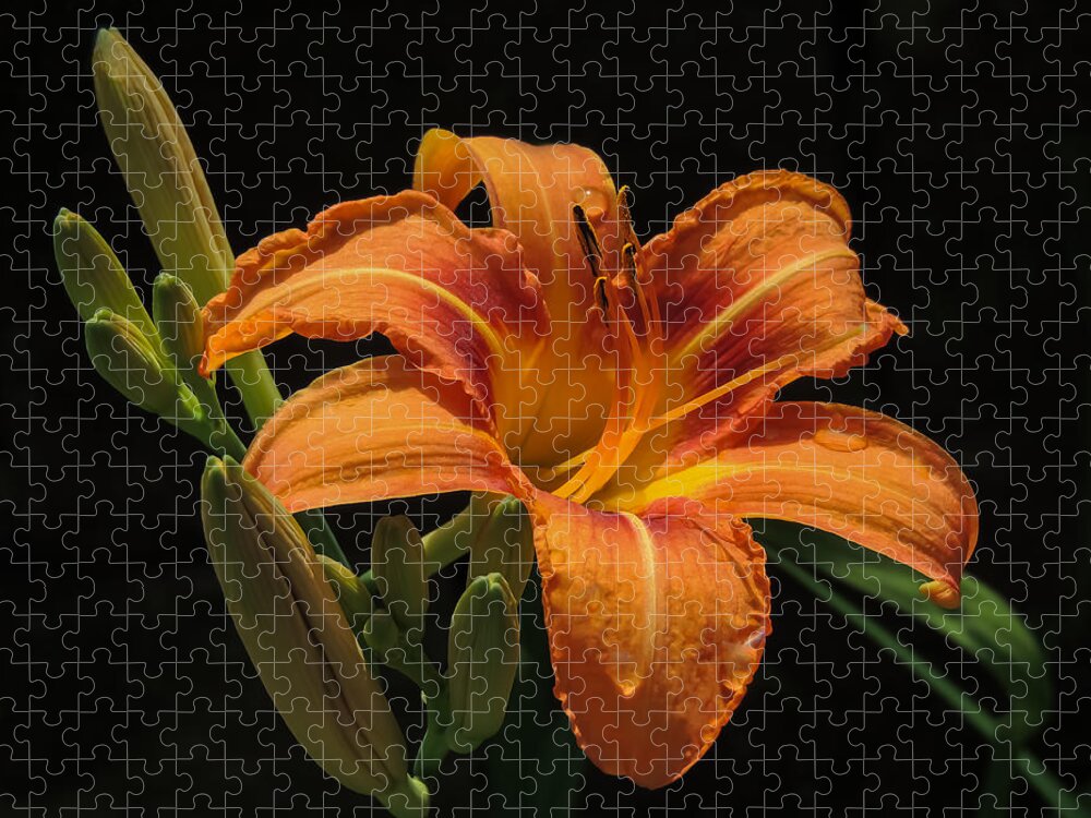 Nature Jigsaw Puzzle featuring the photograph Day Lily by Robert Mitchell