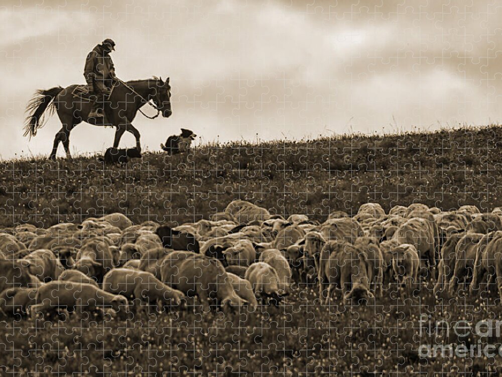 Sheep Jigsaw Puzzle featuring the photograph Days End Sheep Herding by Priscilla Burgers