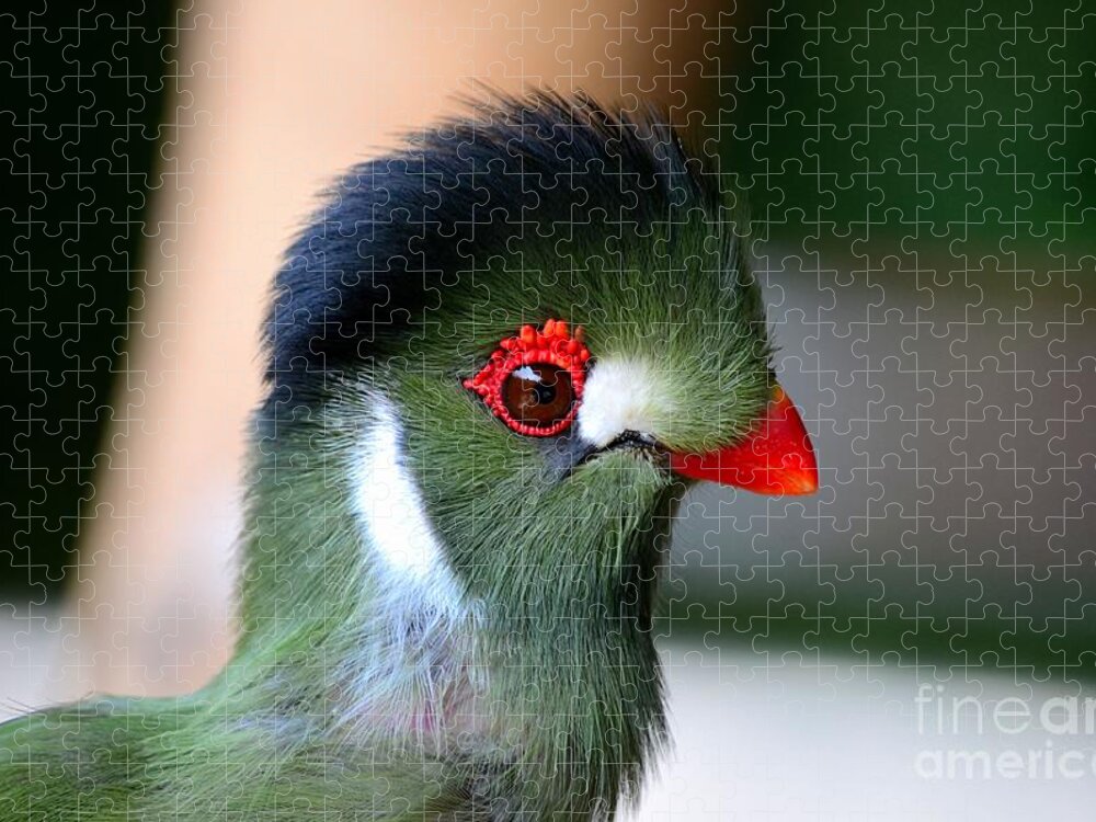 Nature Jigsaw Puzzle featuring the photograph Delicate green turaco bird with red beak white patches and black crown by Imran Ahmed