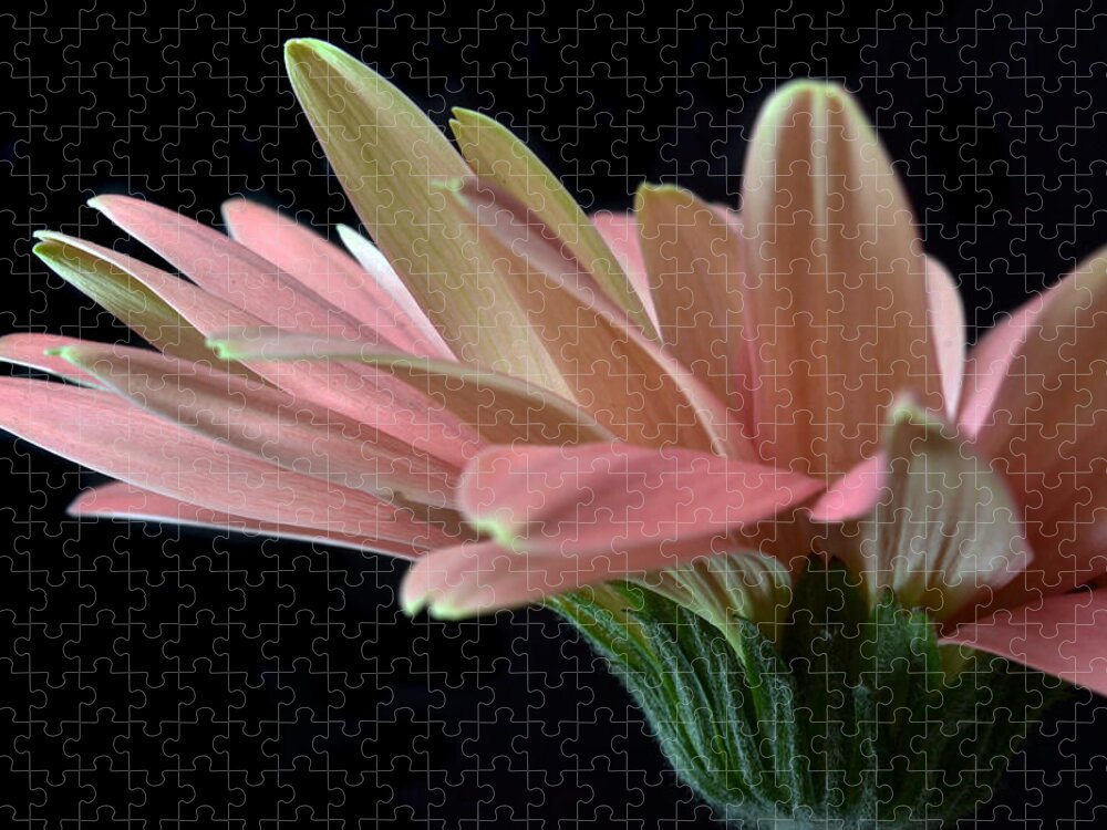 Gerbera Daisy Jigsaw Puzzle featuring the photograph Delicate Petals. by Terence Davis