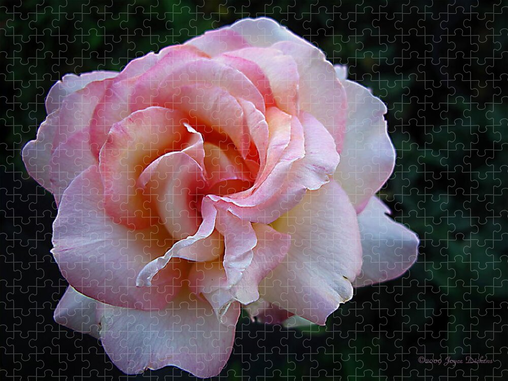 Rose Jigsaw Puzzle featuring the photograph Delicate Pink by Joyce Dickens