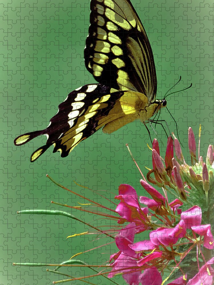 Butterfly Jigsaw Puzzle featuring the photograph Delicate Swallowtail by DigiArt Diaries by Vicky B Fuller