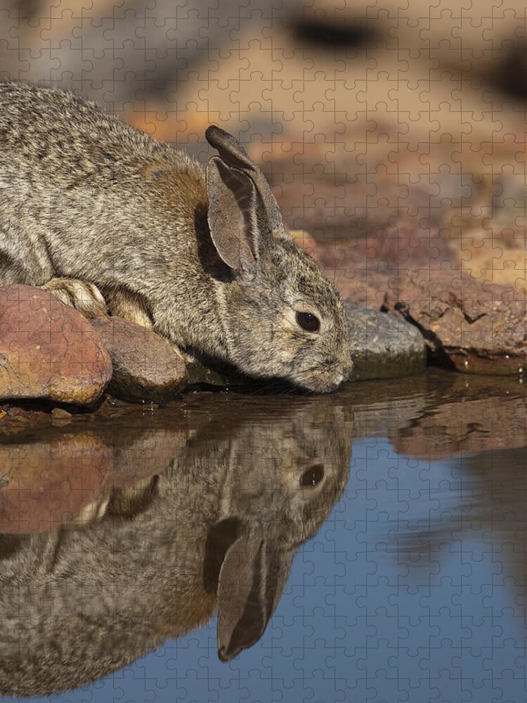 Feb0514 Jigsaw Puzzle featuring the photograph Desert Cottontail Drinking Santa Rita by Tom Vezo
