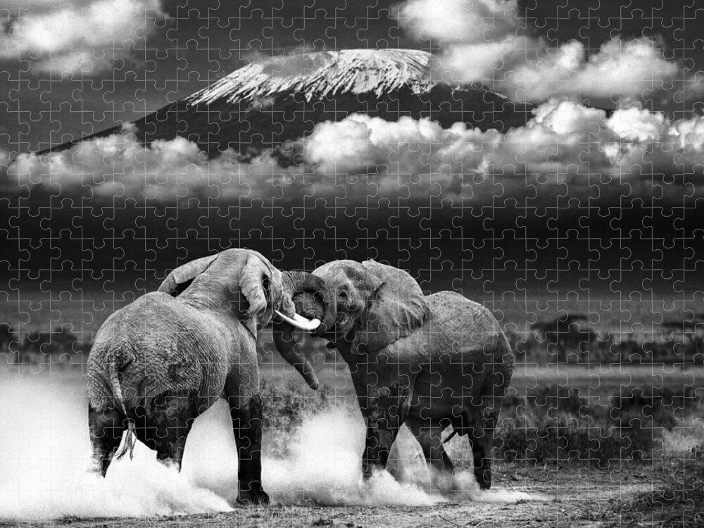 Africa Jigsaw Puzzle featuring the photograph Determined To Dominate by Mike Gaudaur