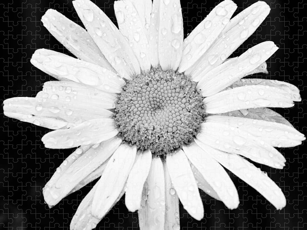 3scape Jigsaw Puzzle featuring the photograph Dew Drop Daisy by Adam Romanowicz