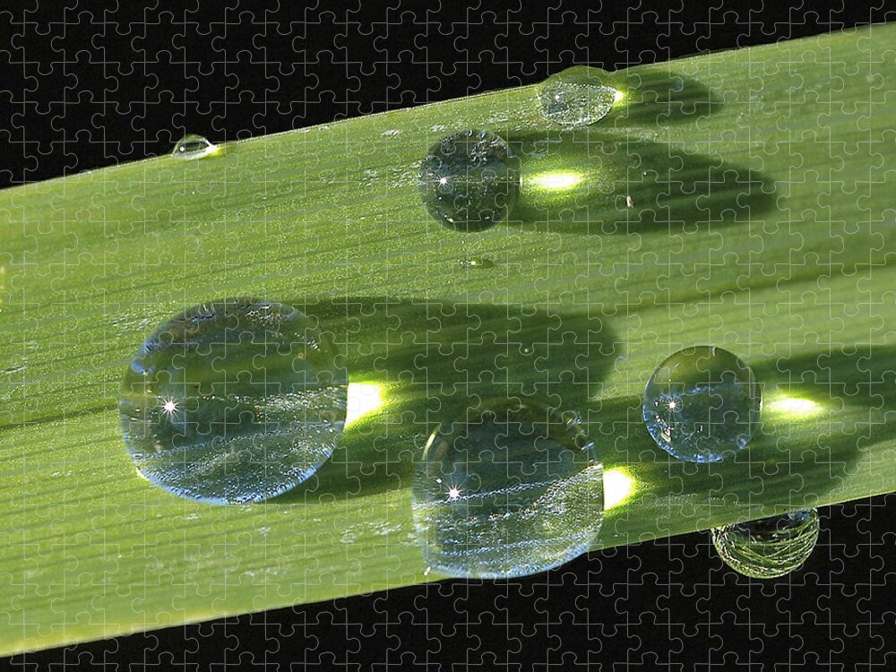 Drop Jigsaw Puzzle featuring the photograph Dew Drops On Leaf by Gary Slawsky