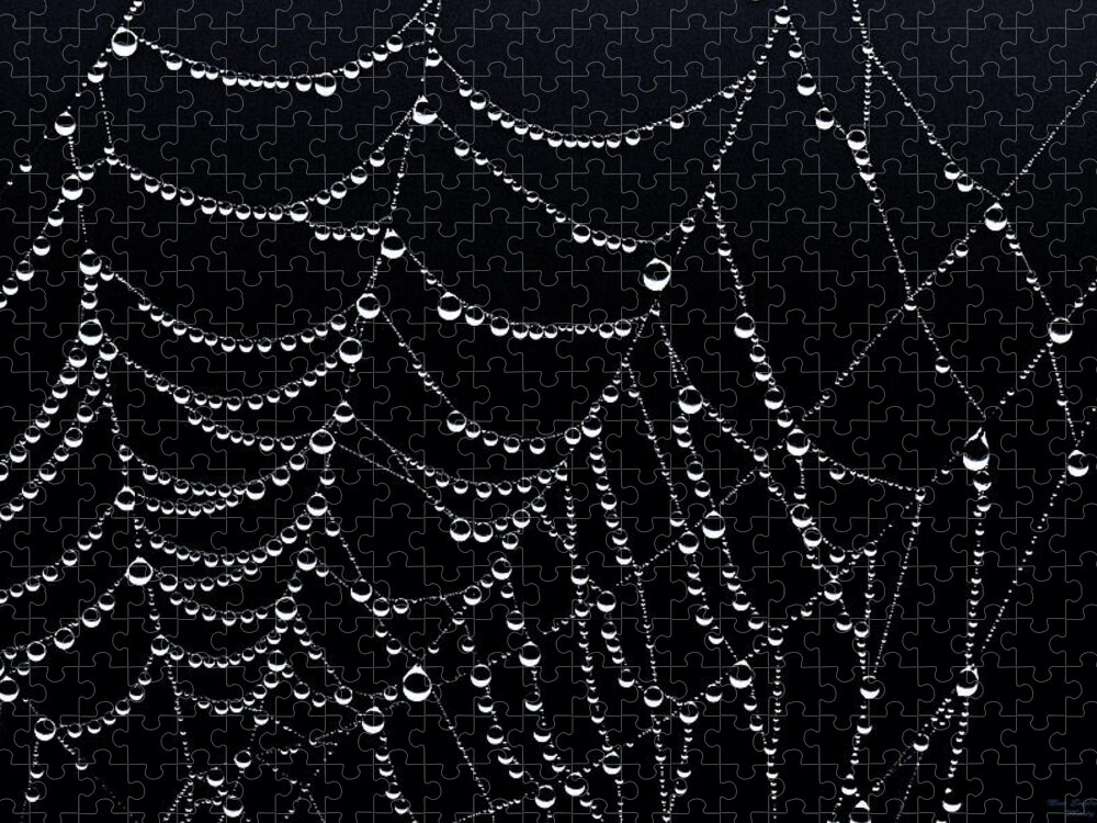 Dew Drops On Web 2 Jigsaw Puzzle featuring the photograph Dew Drops on Web 2 by Marty Saccone