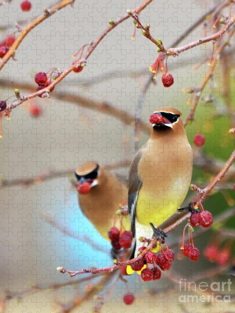 Cedar Waxwing Jigsaw Puzzle featuring the photograph Dinner Date by Betty LaRue