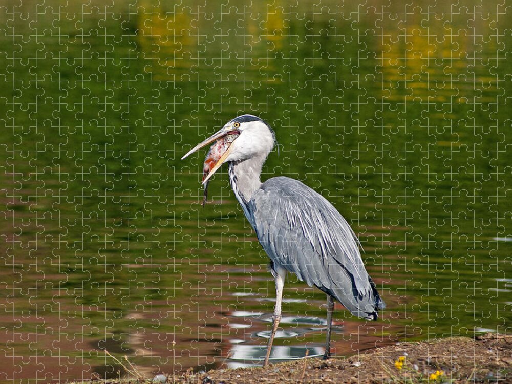 Grey Heron Jigsaw Puzzle featuring the photograph Dinner Time by Scott Carruthers