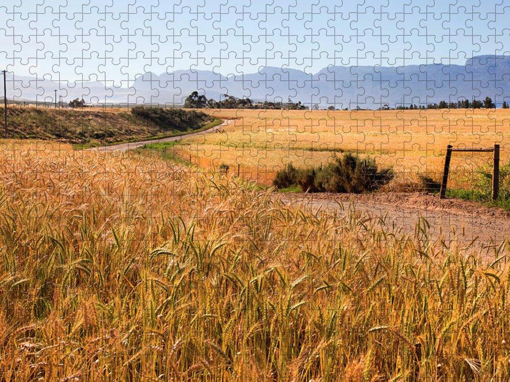 Tranquility Jigsaw Puzzle featuring the photograph Dirt Track Leading Through Wheat by Douglas Holder
