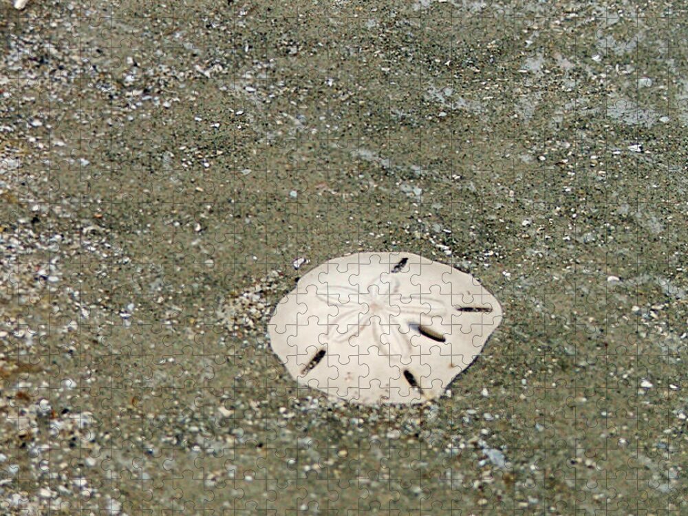 Sand Dollar Jigsaw Puzzle featuring the photograph Pick Me Up by Melinda Ledsome