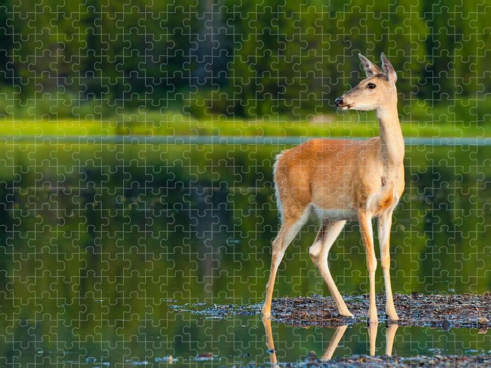 Animal Jigsaw Puzzle featuring the photograph Doe by Sebastian Musial
