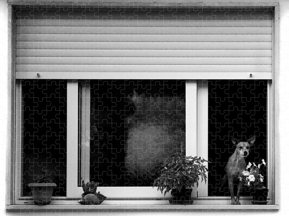 Dog Jigsaw Puzzle featuring the photograph Dog in a window by Fabrizio Troiani