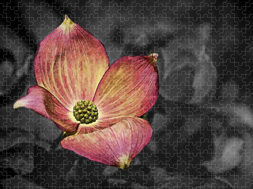 Ron Roberts Jigsaw Puzzle featuring the photograph Dogwood Bloom by Ron Roberts